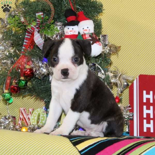 Noel, Boston Terrier Puppy